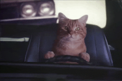 猫猫开车主打一个聚精会神 