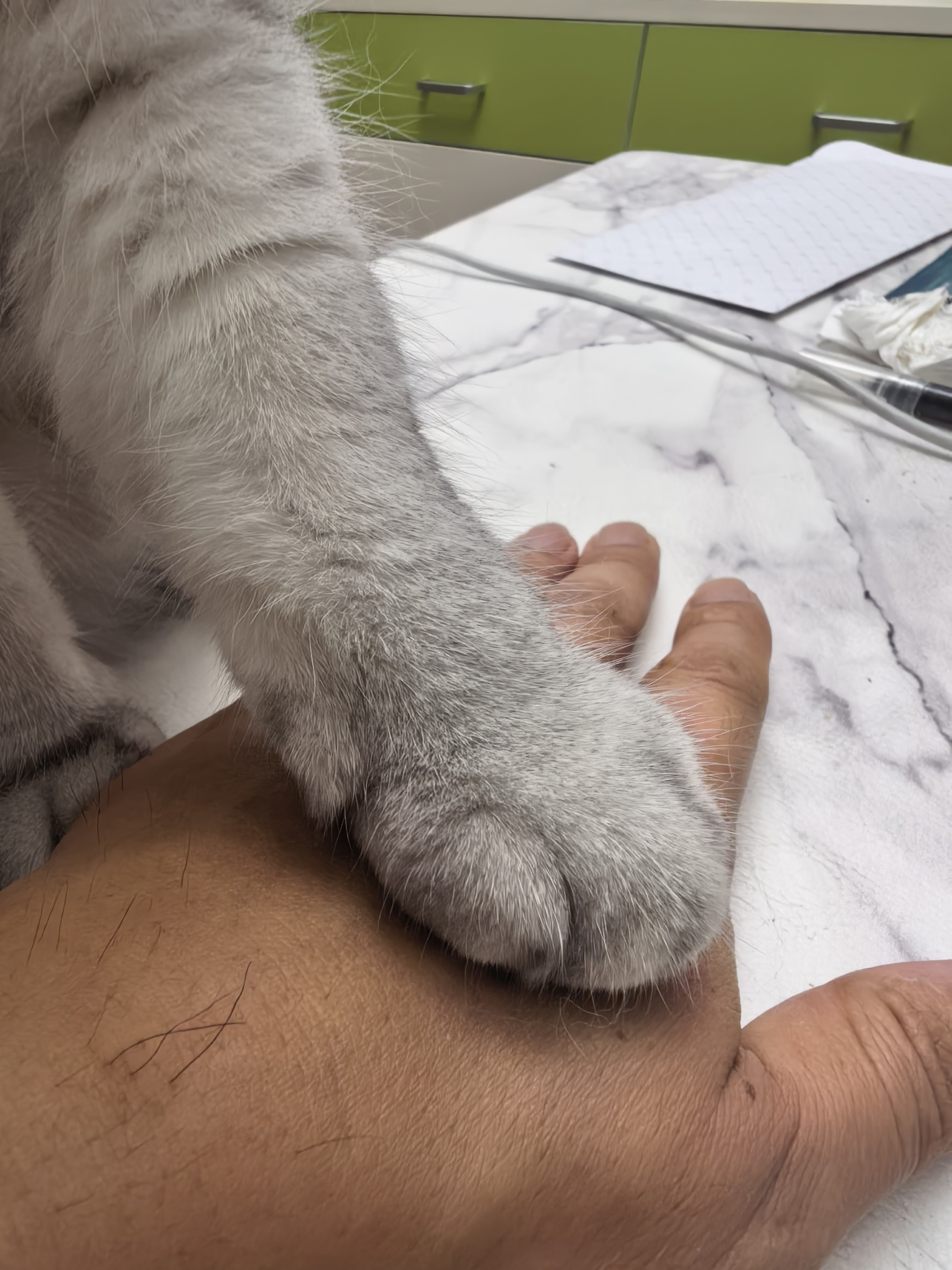 猫 济南·济南动物园