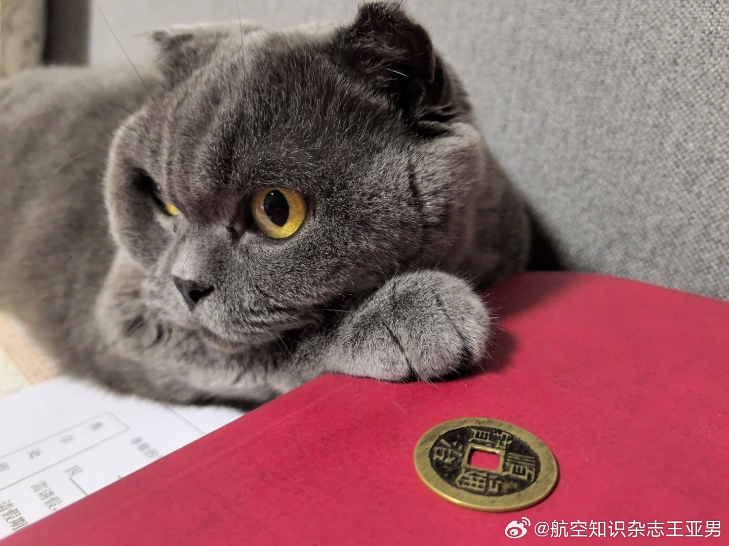 问世间钱为何物？？？？一点用没有，我家猫说的… ​​​
