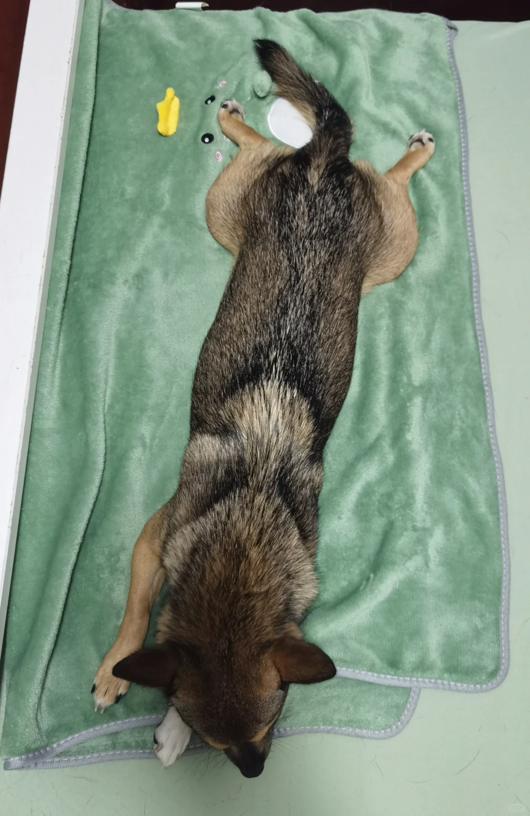 腿那么短，身体怎么可以那么长