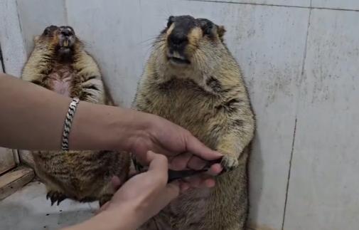 【一只土拨鼠已经接受了自己的命运，平静地忍受着修剪指甲的过程。 另一只……另一只