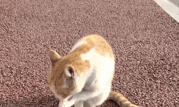 小猫不洗头为什么脑袋不臭 猫咪的汗腺不像人类那样分布在全身（主要在爪垫），它们的