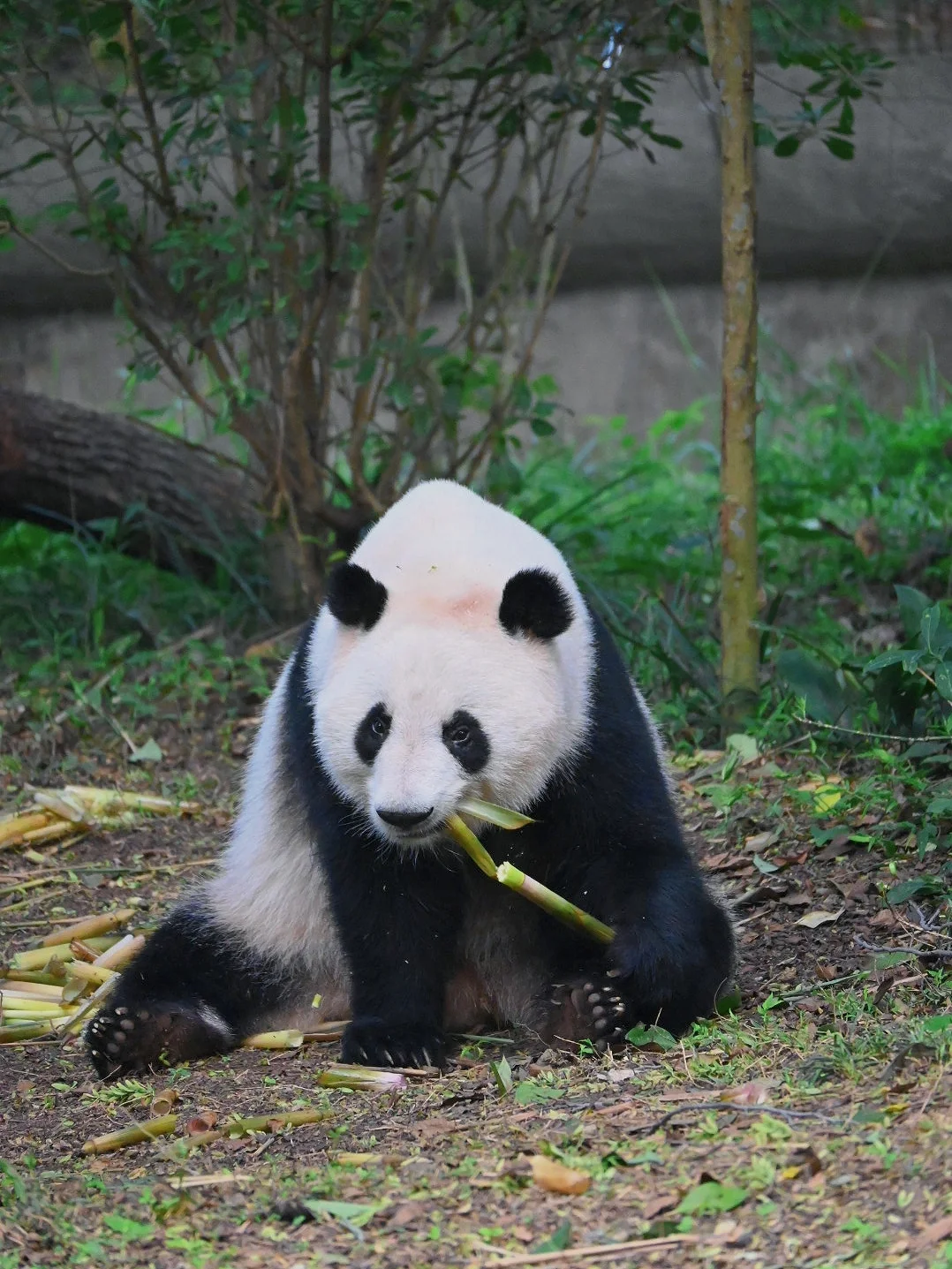 今日份漂漂亮亮小叶子