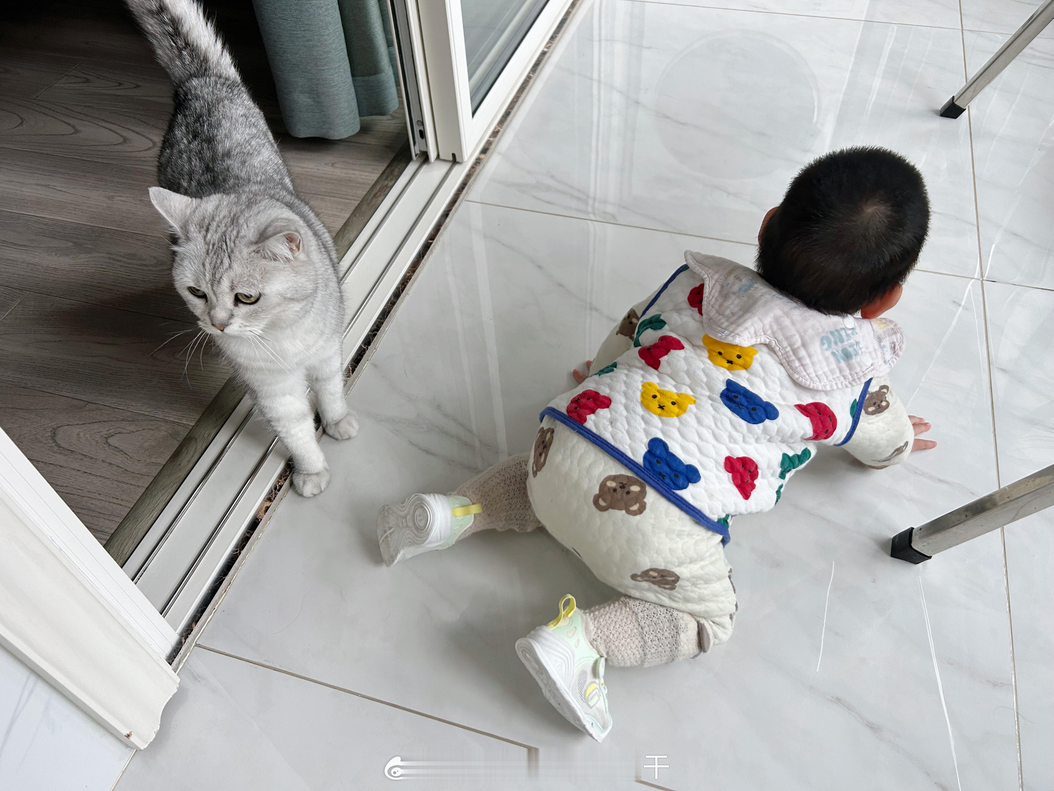 胆子好像大了一些 家里来了几个人也敢出来溜达了好几次 可能是虽然见得不多但是见过