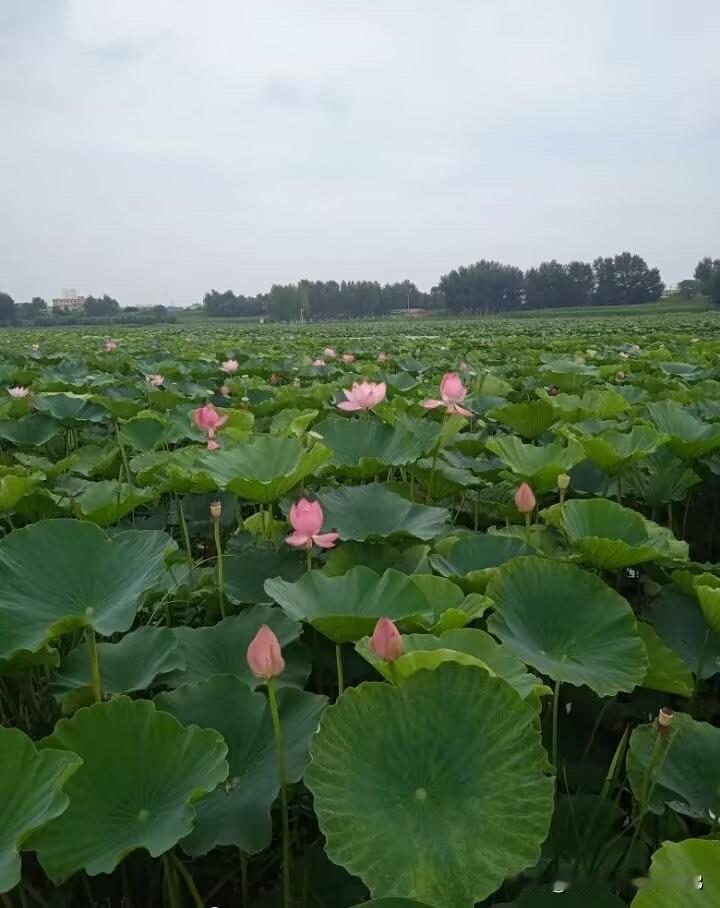 有一种淡然，
叫“有亦可，无亦然”。 
想不开，都是事 ；
想开了，也就那么回事