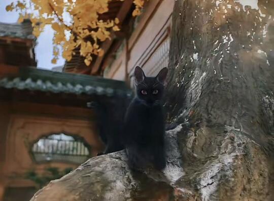 现在电视剧纱我能不能别用小猫刀啊🥲