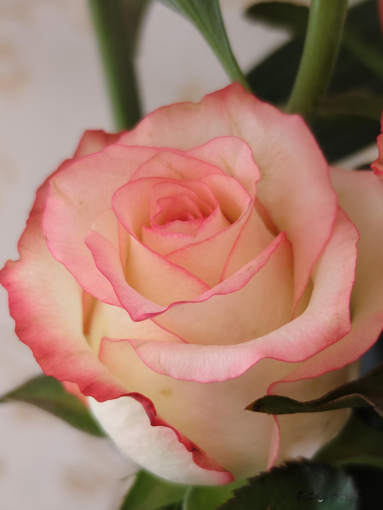 世界不是我们普通人能左右的，哪怕一点点也不能。所以周末今天就只能贪婪地看看家里的