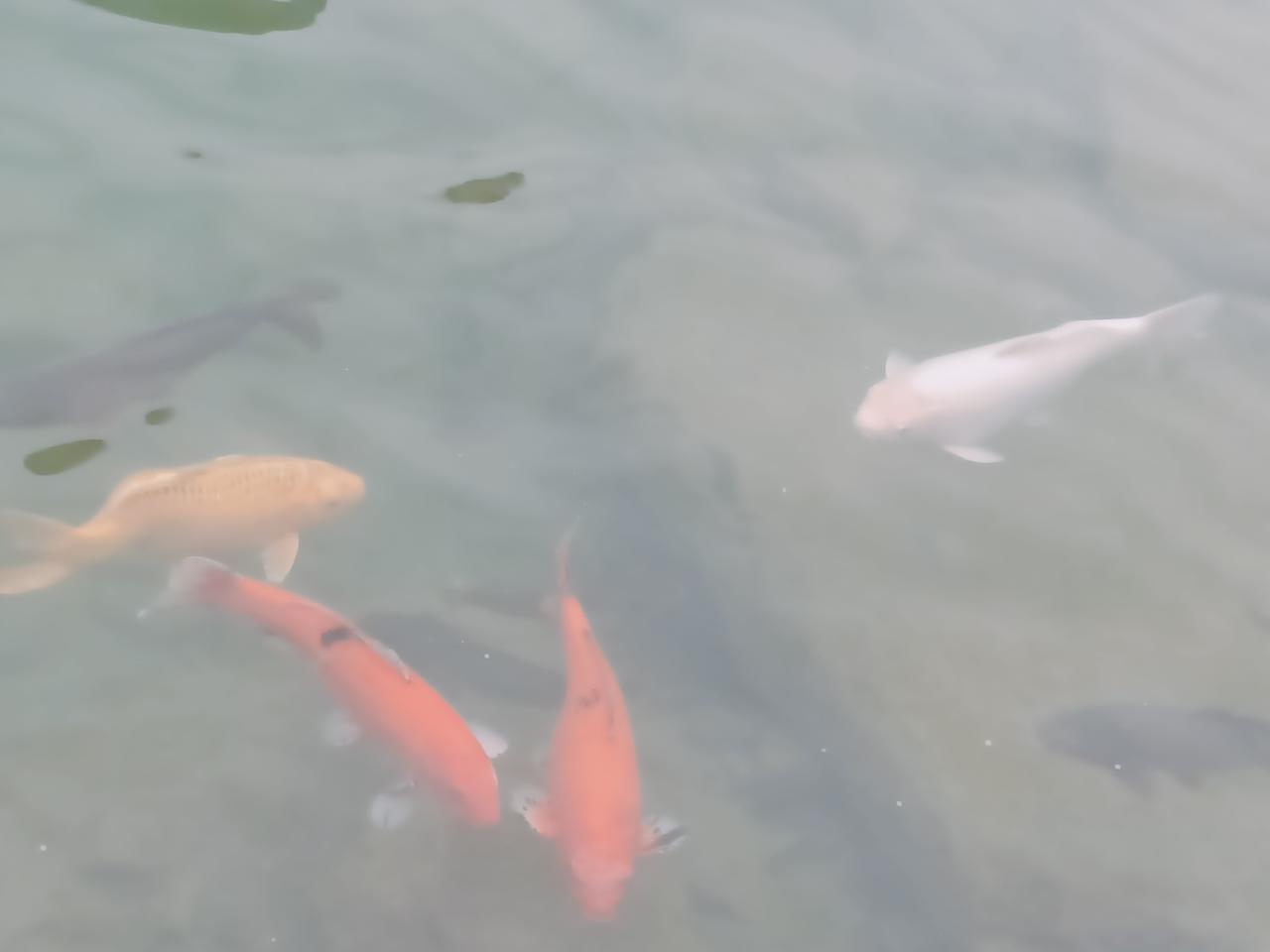 自由自一在亻的小鱼