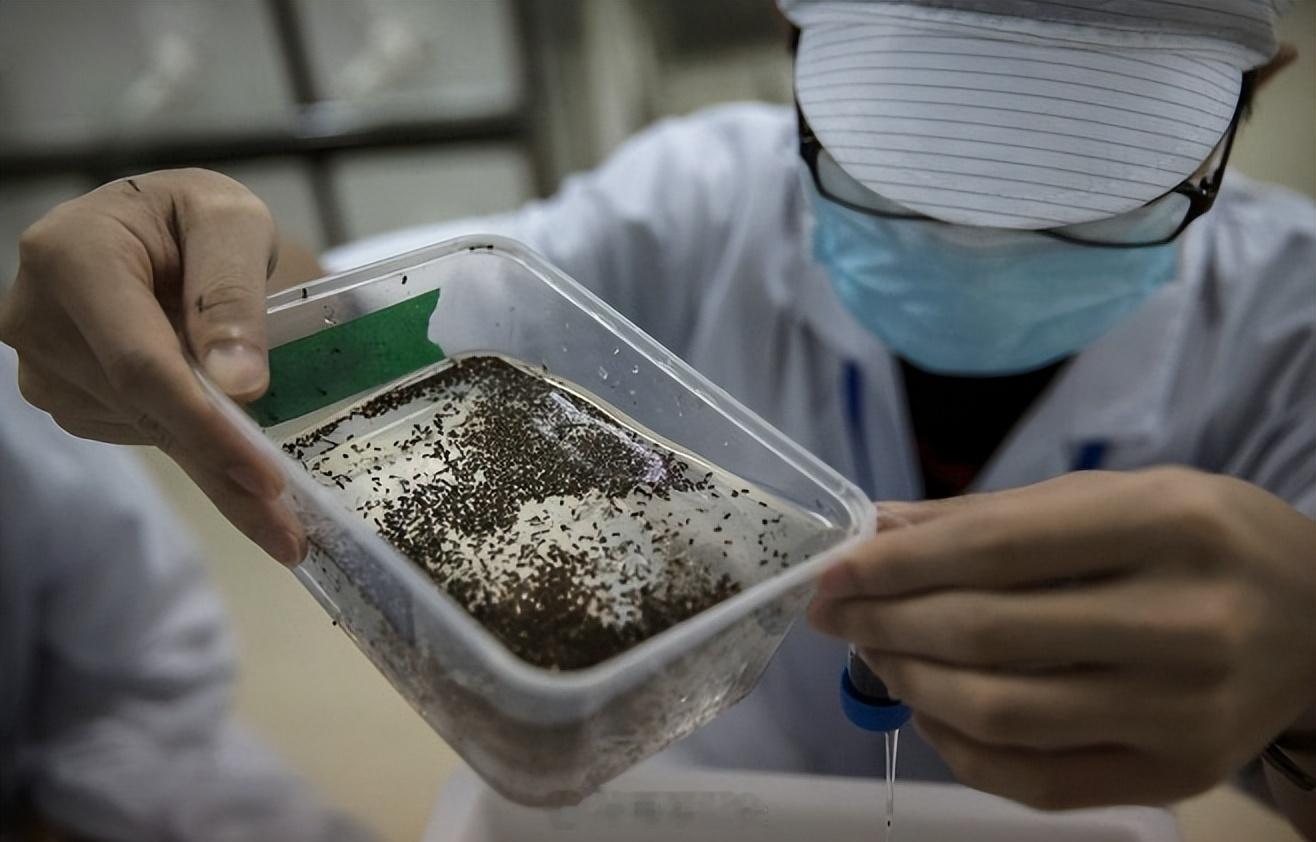 冰岛首次发现蚊子 好了，冰岛再也不是没有蚊子的国家了。我记得之前看新闻广州有几家