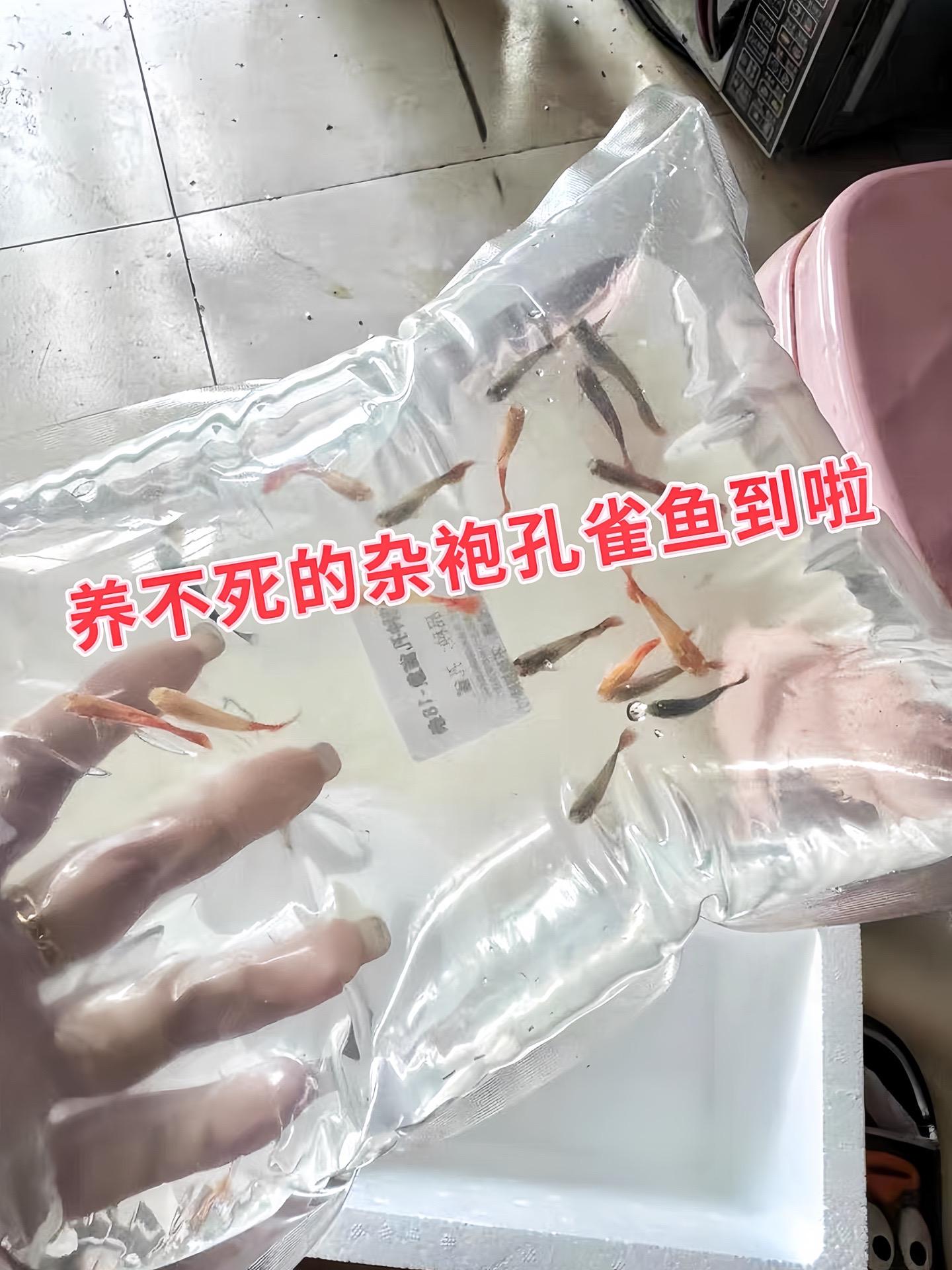 1. 生命力顽强：杂袍孔雀鱼继承了多个品种的基因，对水质、温度适应力强...