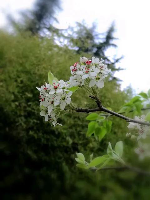 七绝 思
棠梨染露醉春深，
月照亭台也照人。
轻语花妖声细细，
暗香扑面香入心。