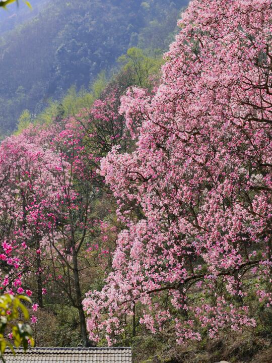后来我逢人便说：九皇山辛夷花有多美...！😭