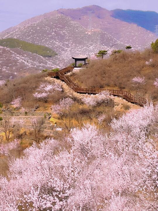 3月北京旅行这些别错过！邂逅800次春天