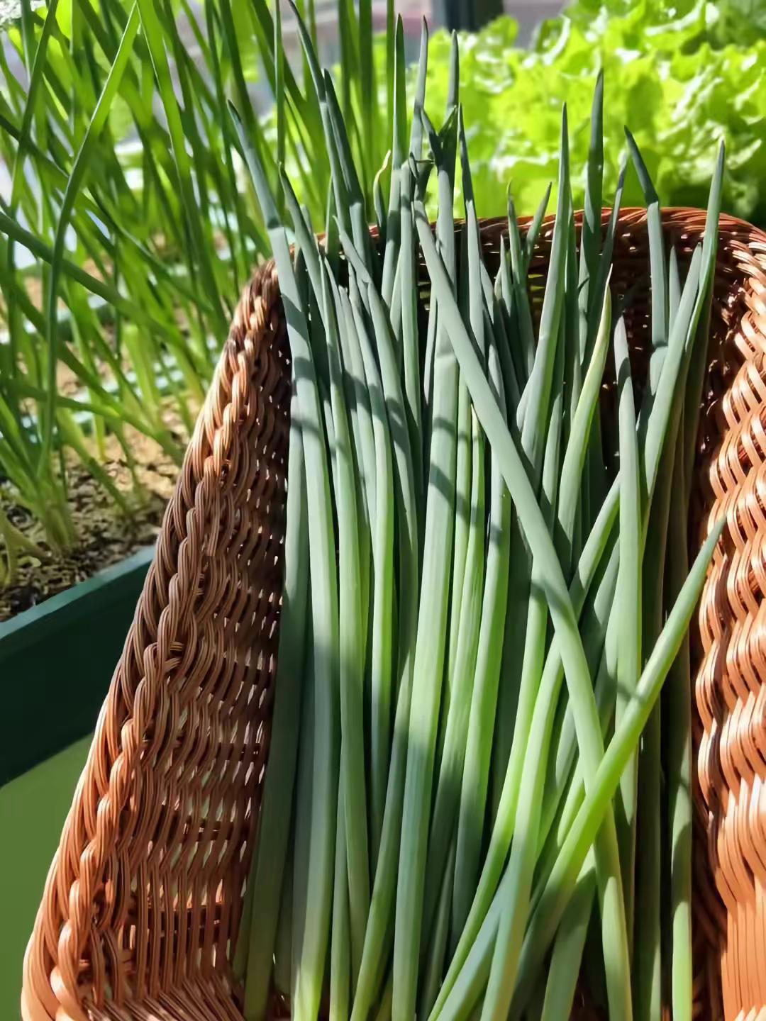 收菜的快乐，从阳台到嘴里不超过半小时 阳台种菜