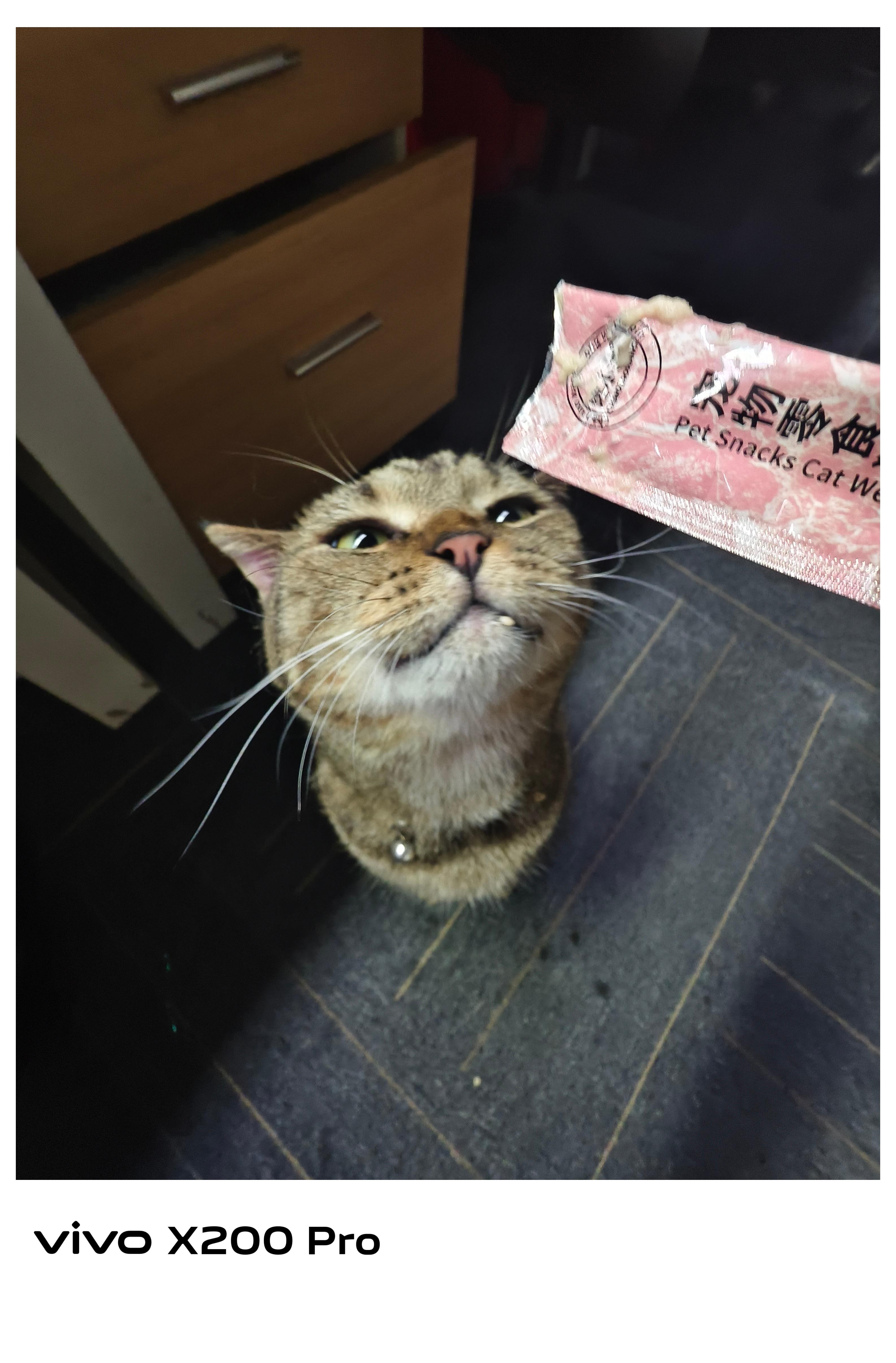 世界上少了一只唯物主义的猫 那我这算什么？唯猫条主义 ​​​