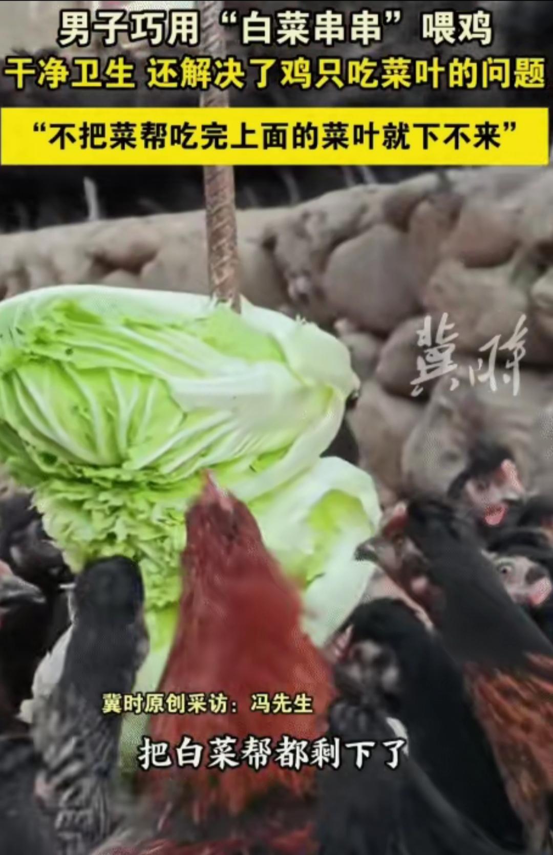 “太有才了！”北京，男子养1500多只鸡吃菜叶，不吃菜帮。突然，他用“白菜串串”