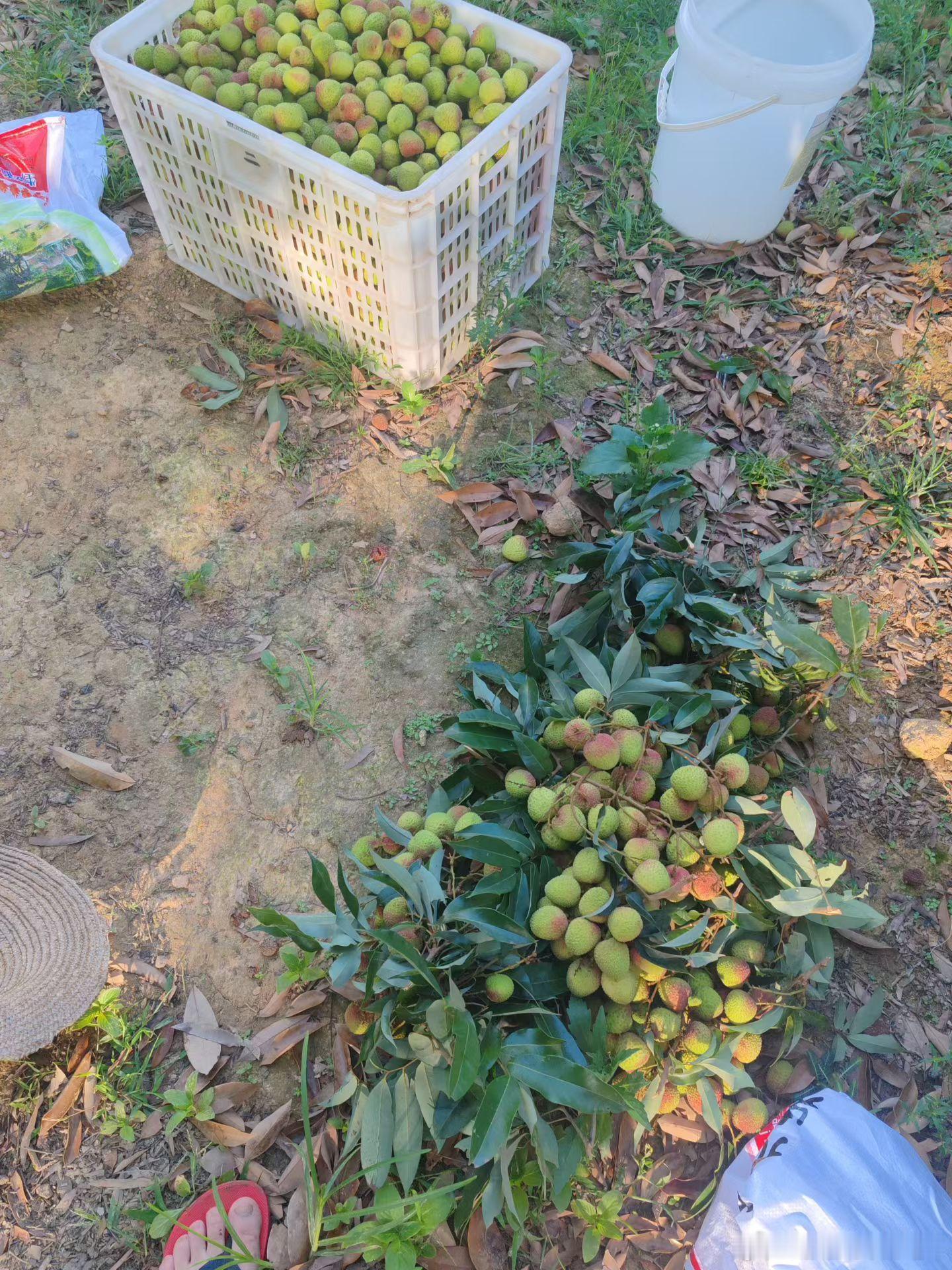 早起的人有荔枝吃 