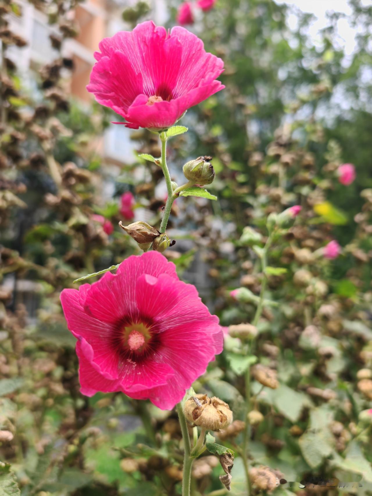 早晨在小区里运动，蜀葵花和月季花映入眼帘，喜欢走哪拍哪的习惯很难改变。