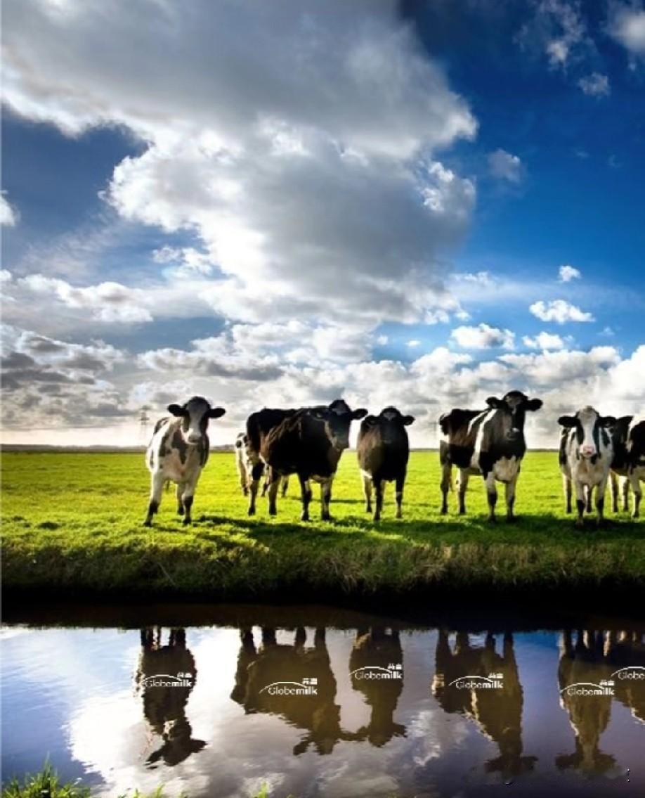 中国将对欧盟乳制品征收42.7% 的临时关税。
中国宣布对从欧盟进口的乳制品征收