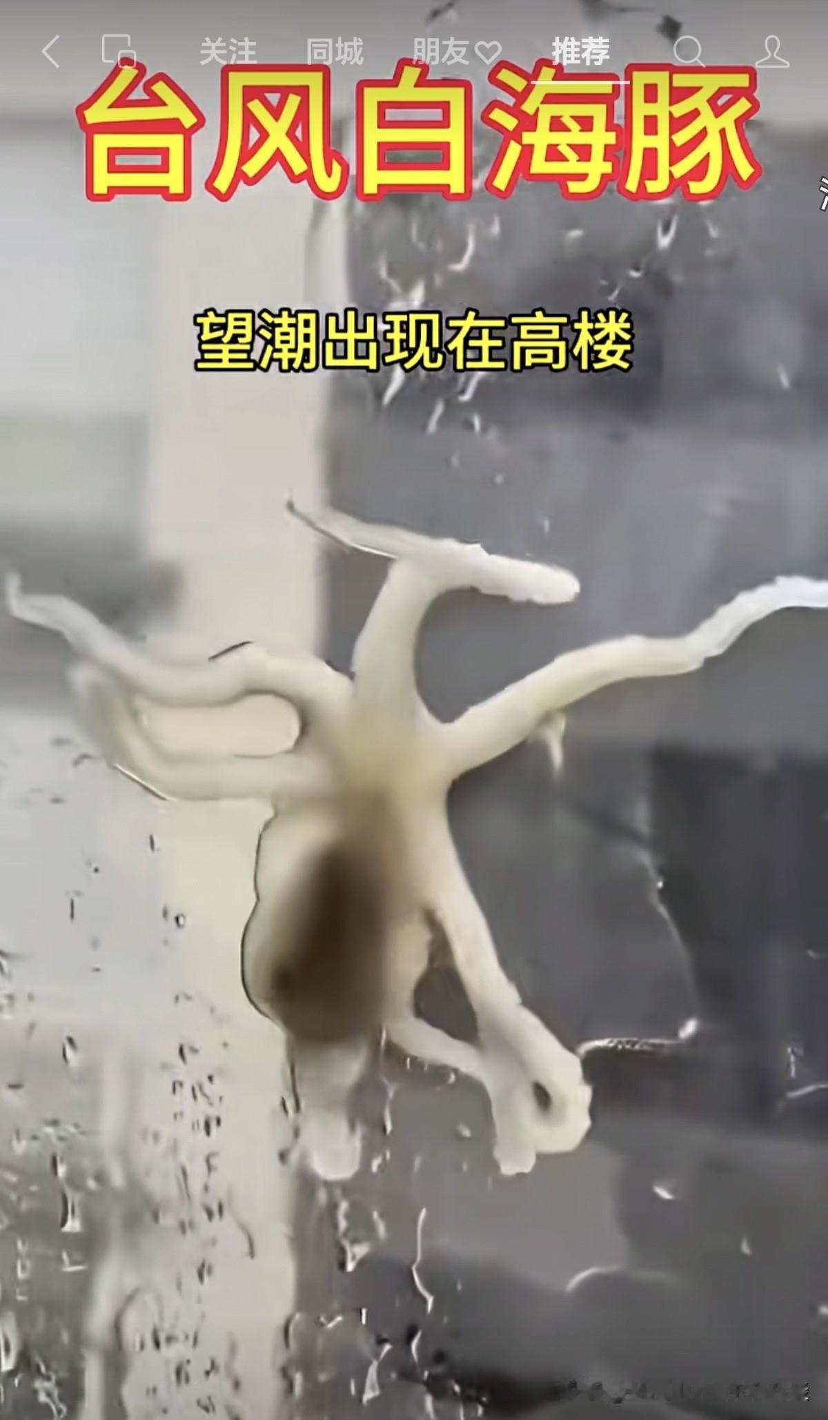 这海洋生物，可能自己都懵了，自己好好的在大海里遨游，突然被台风裹着海水，吹到了陆