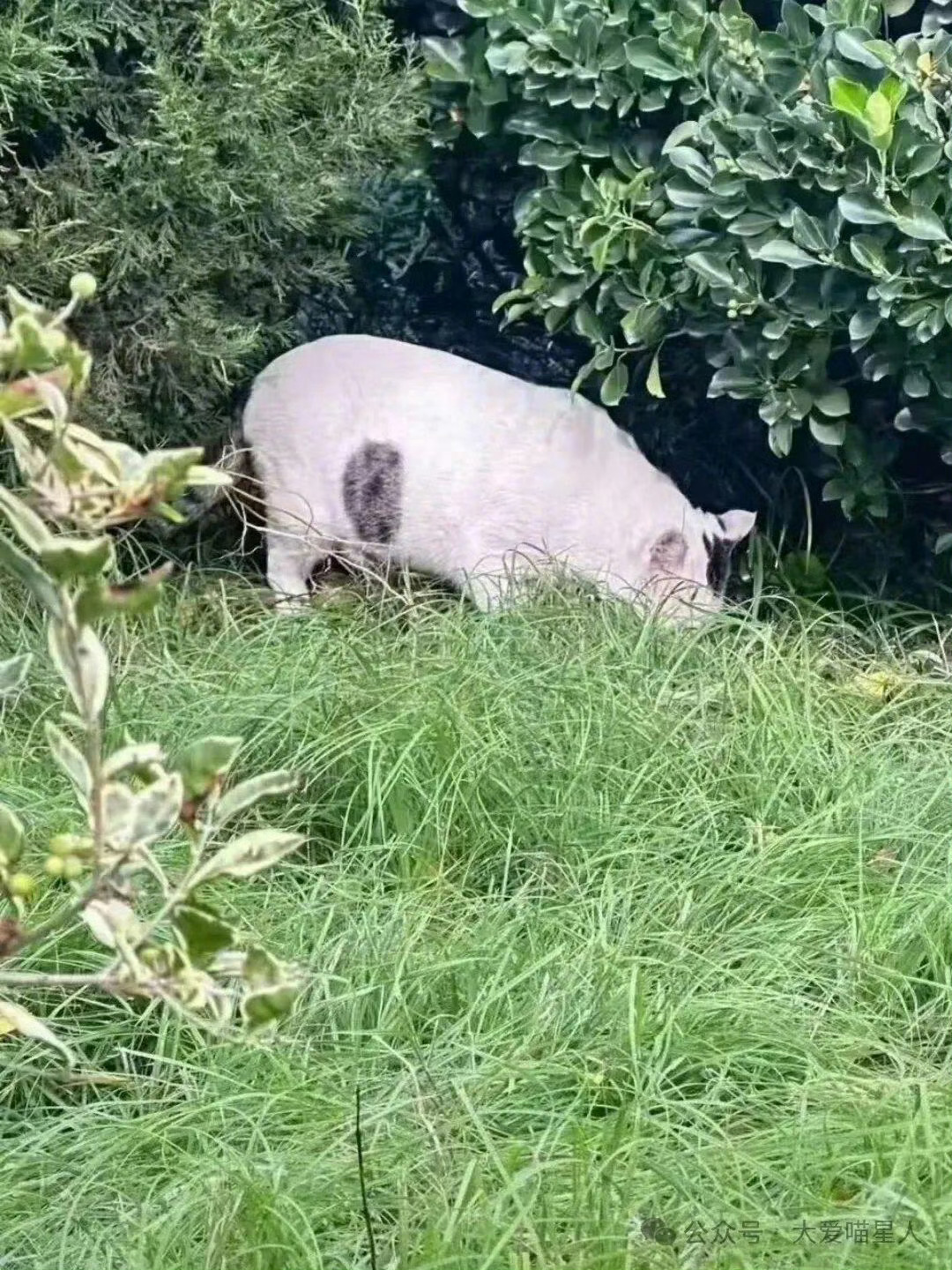 第一眼看成了猪… ​​​