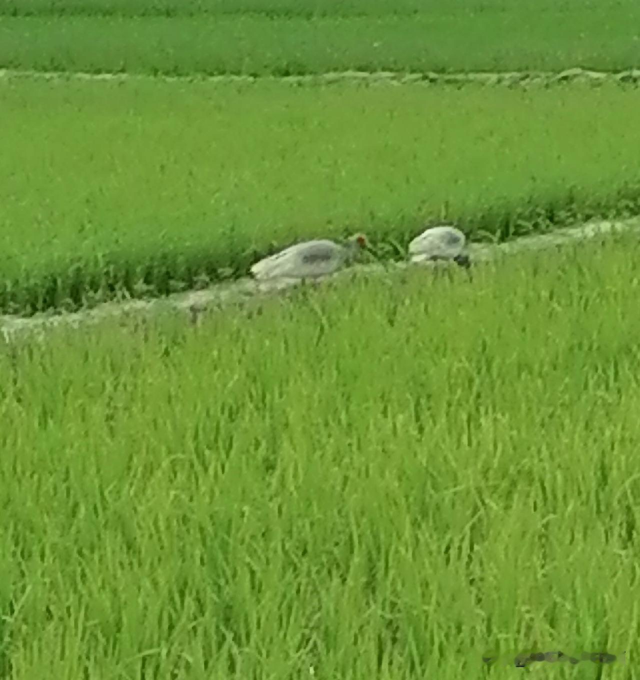 《一对朱鹮在觅食（李林摄于汉中城固）》