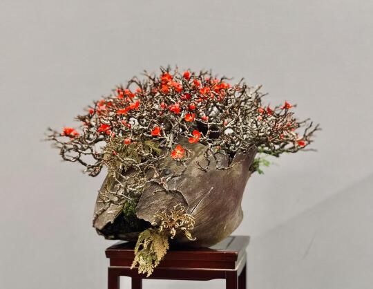 又到了长寿梅的盛花期