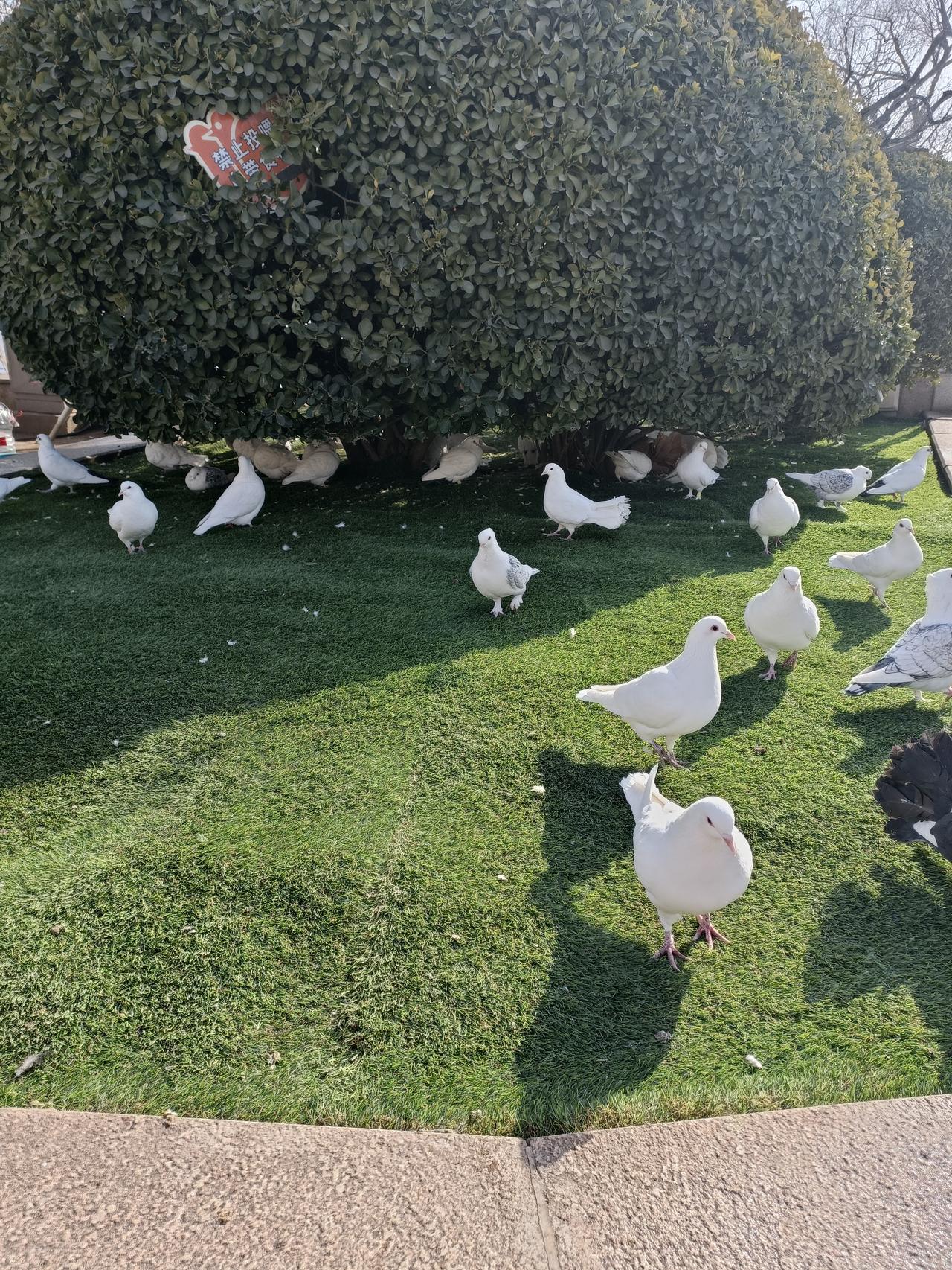 晨光初露照山川，
鸟语花香伴日晖。
新的一天迎曙色，
勤劳起步迎未来。再配上一首