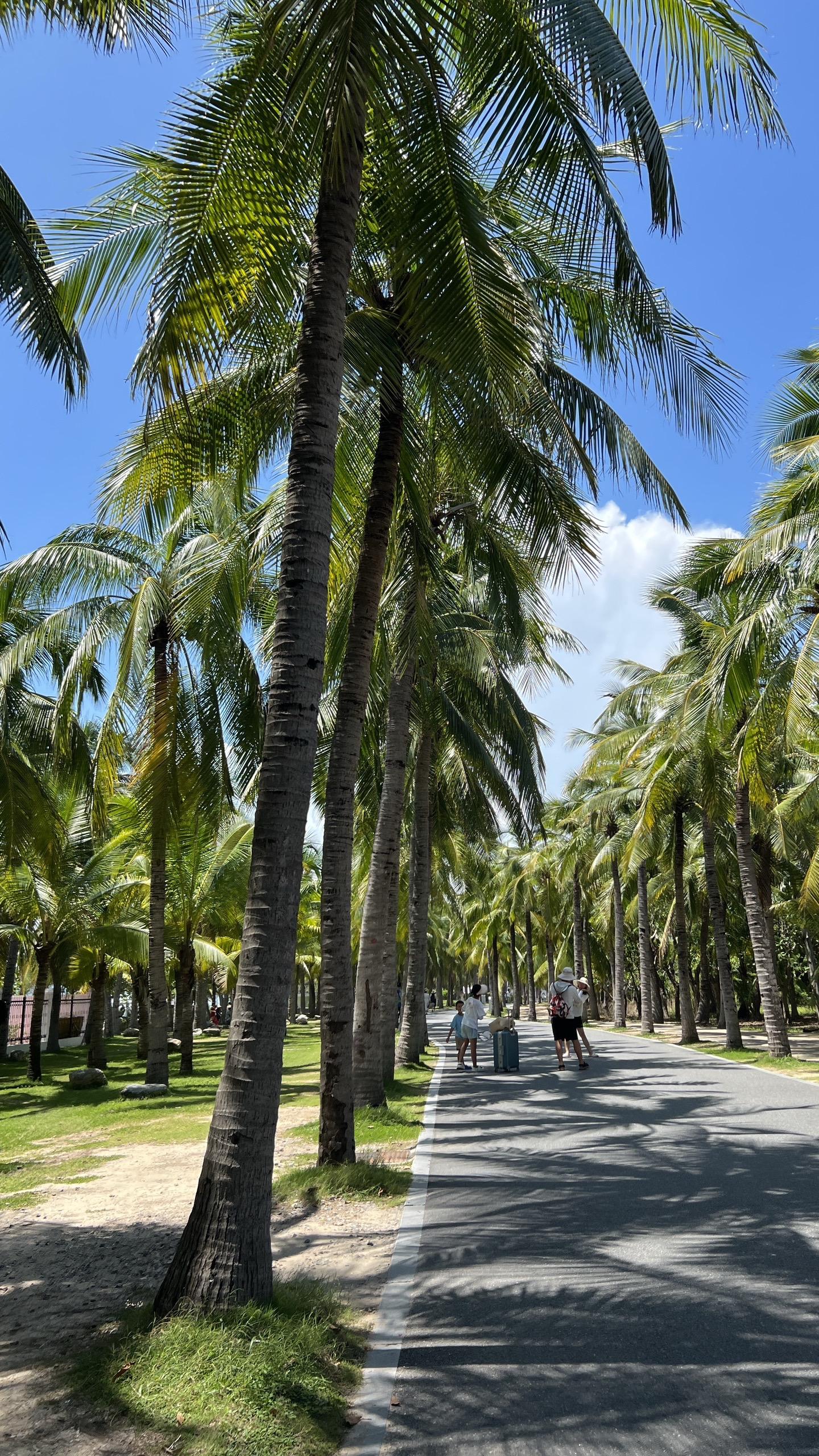 🥥🌴。