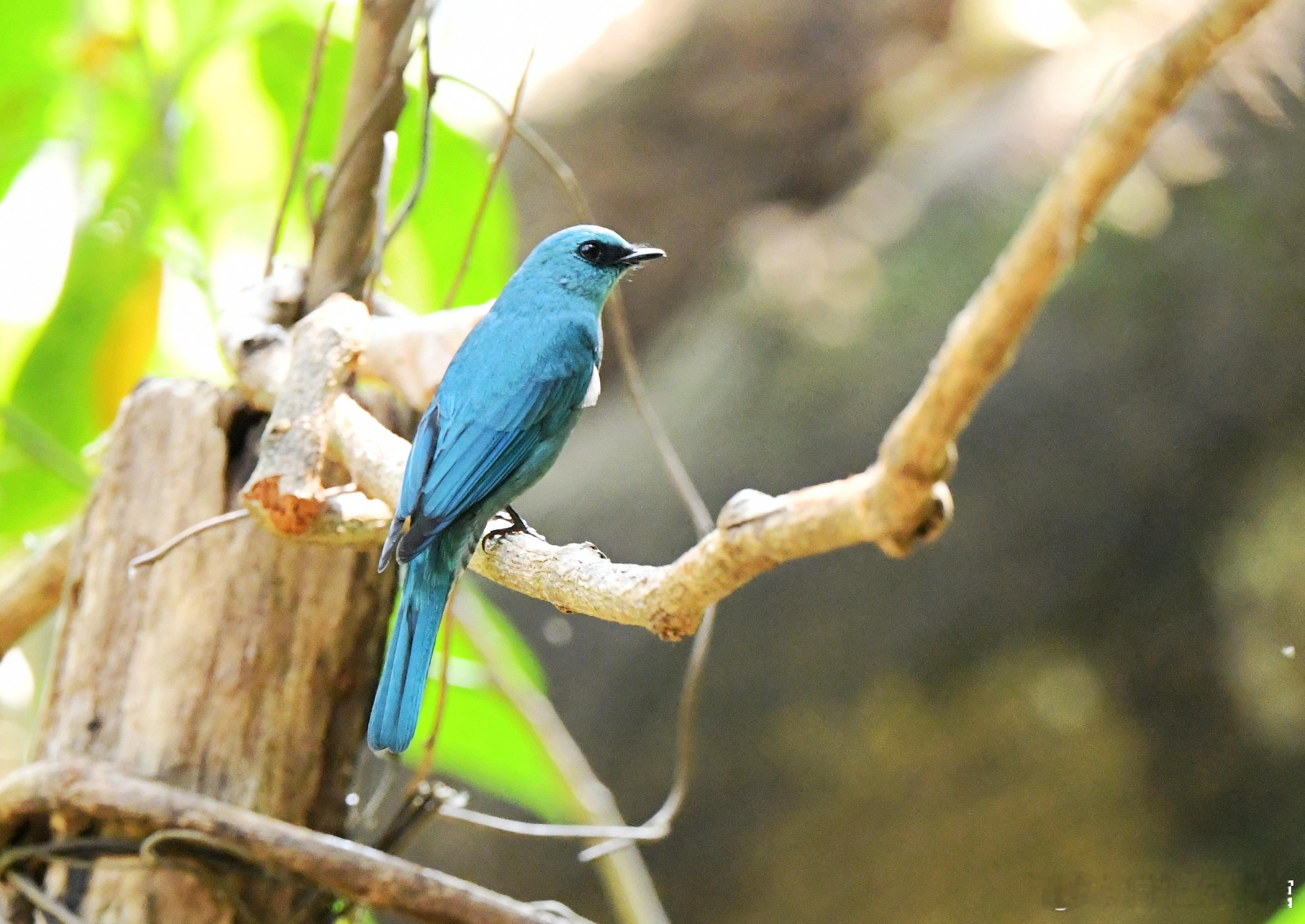 1380.蓝鸟和绿鸟。blue bird and green bird ​​​