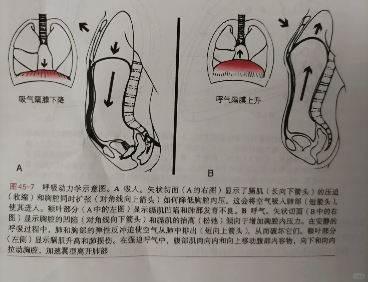 吸气肌