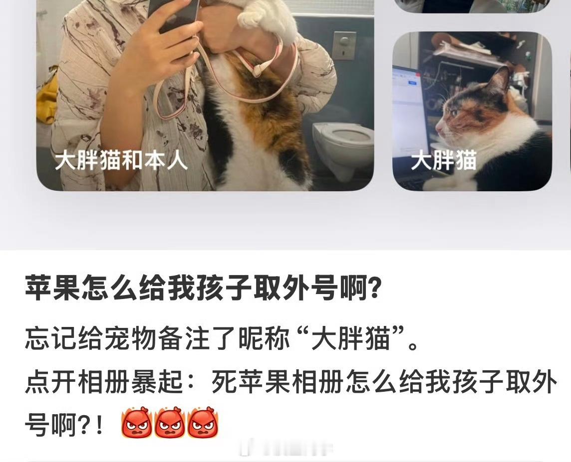 哈哈哈哈哈哈哈大胖猫。 