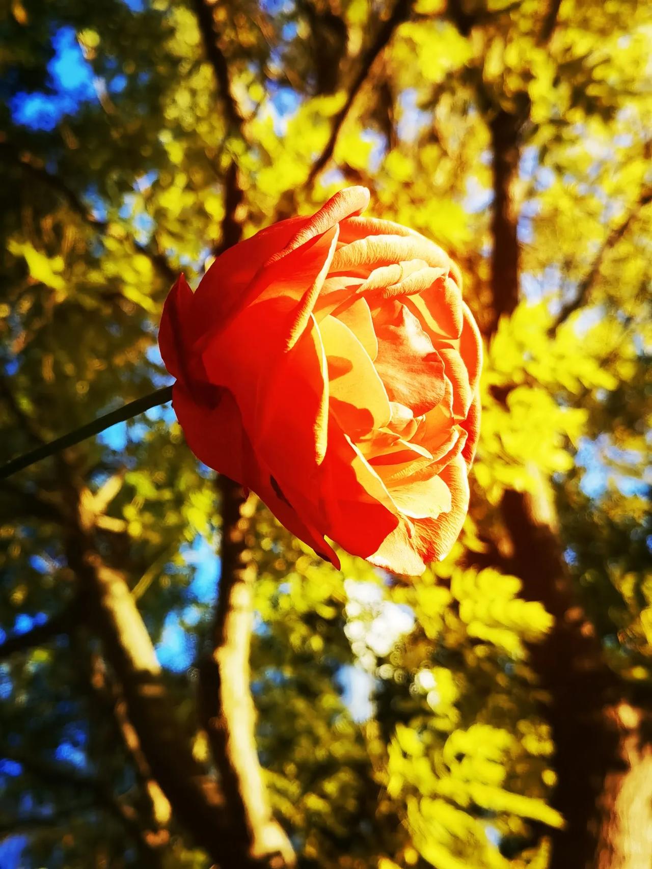 一花独放好个秋。#秋冬美景手摄# #秋天醉美的景色# #多彩的月季花#