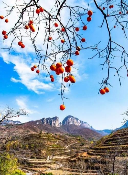 秋日美景美图分享！
柿柿如意🍅🍅🍅🍅
巳巳如意🍅🍅🍅🍅
🍅🍅