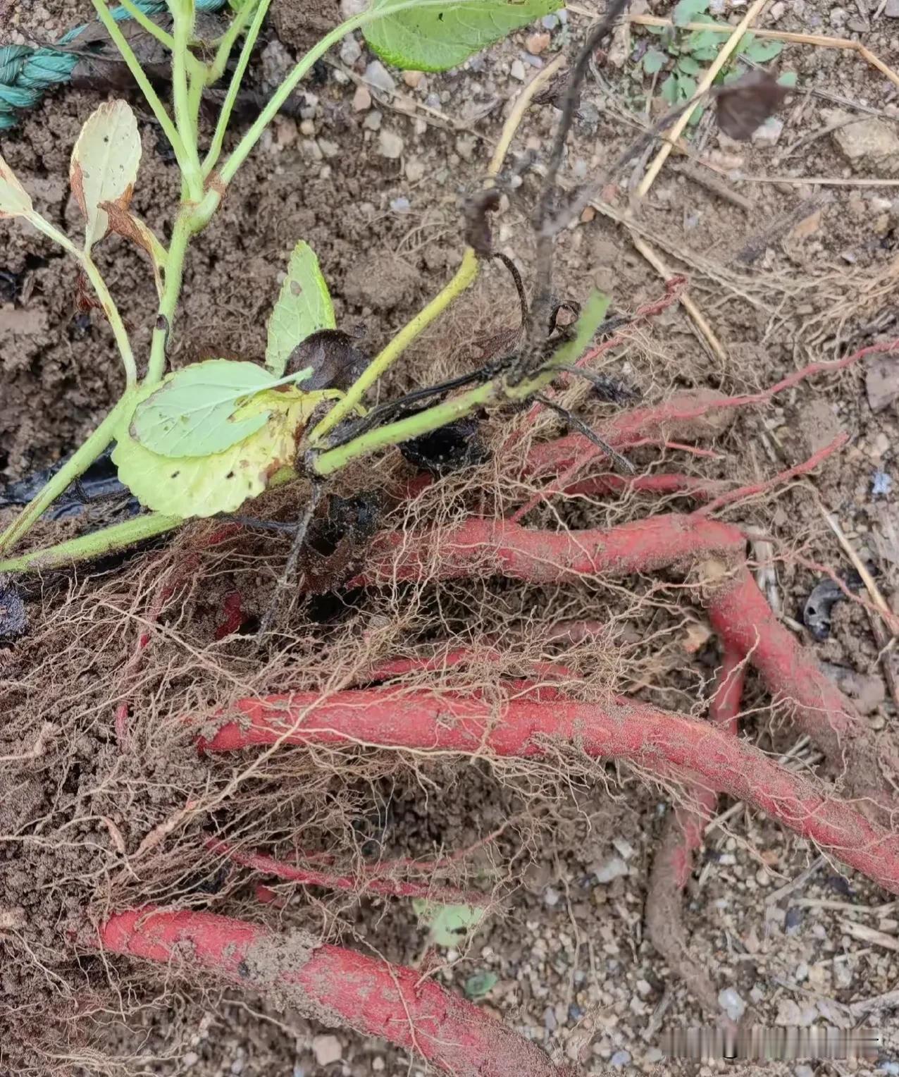 新疆中药材种植们，今年小心有商家抄底了

新疆种植药材的，基本上都是不存货的，挖