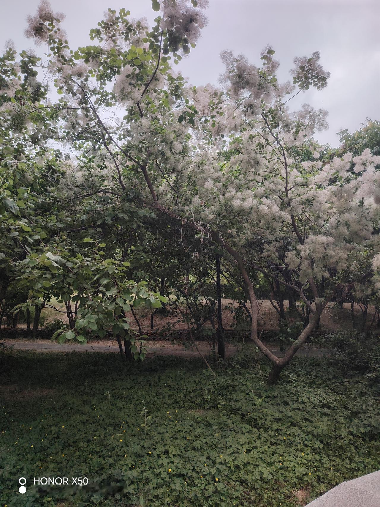 繁花似锦，绿意盎然，漫步在花海中，感受大自然的美好。