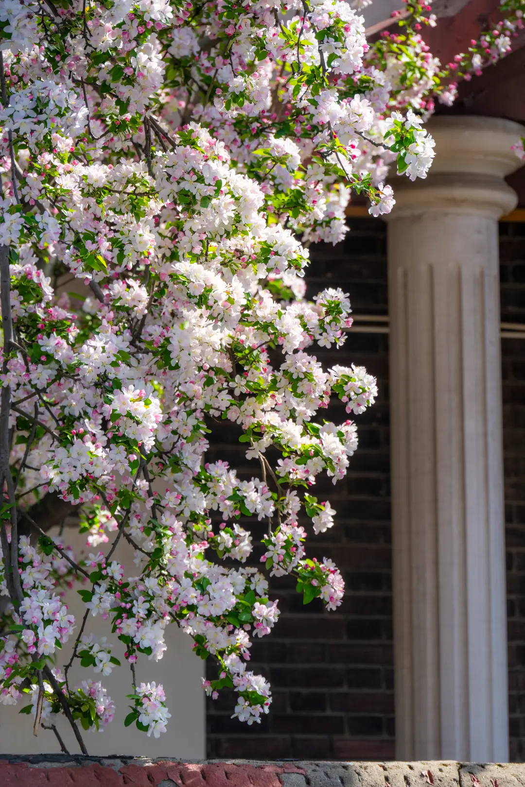 大理道海棠花开了。
