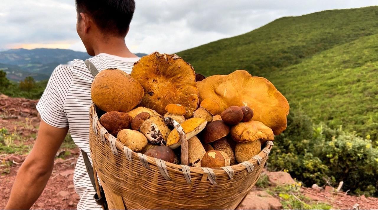 #采蘑菇 #野生菌 #捡不完根本捡不完 #牛肝菌 #大脚菇