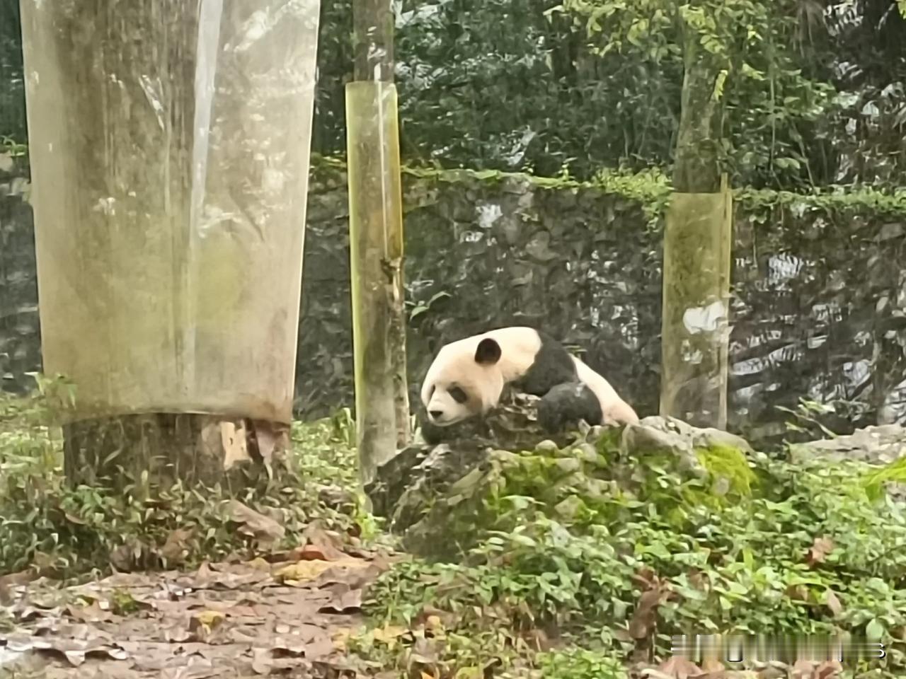 呆萌的大熊猫，其实不光吃竹子

        昨天是从襄阳到四川游玩的最后一天