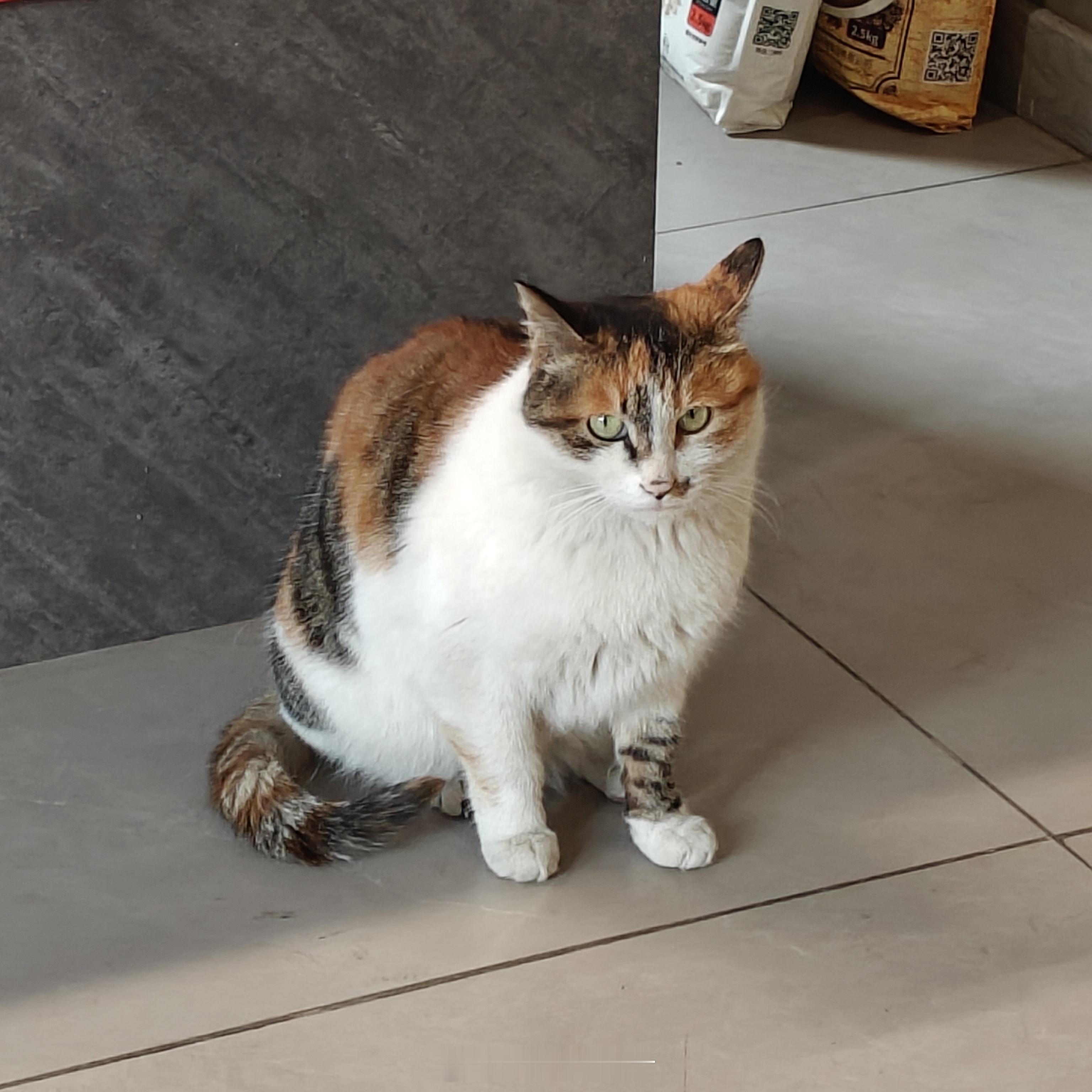 撸猫逗狗的一天