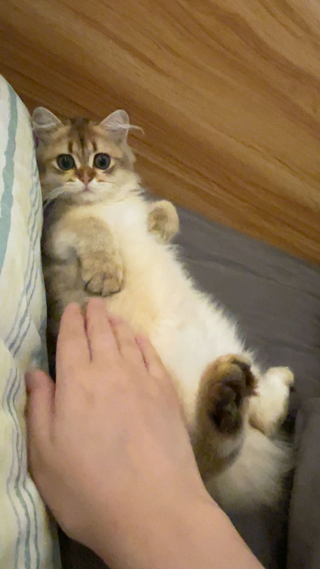 好像一个小宝宝啊#辣椒家新家回访##金渐层[超话]##英国长毛猫# ​​​