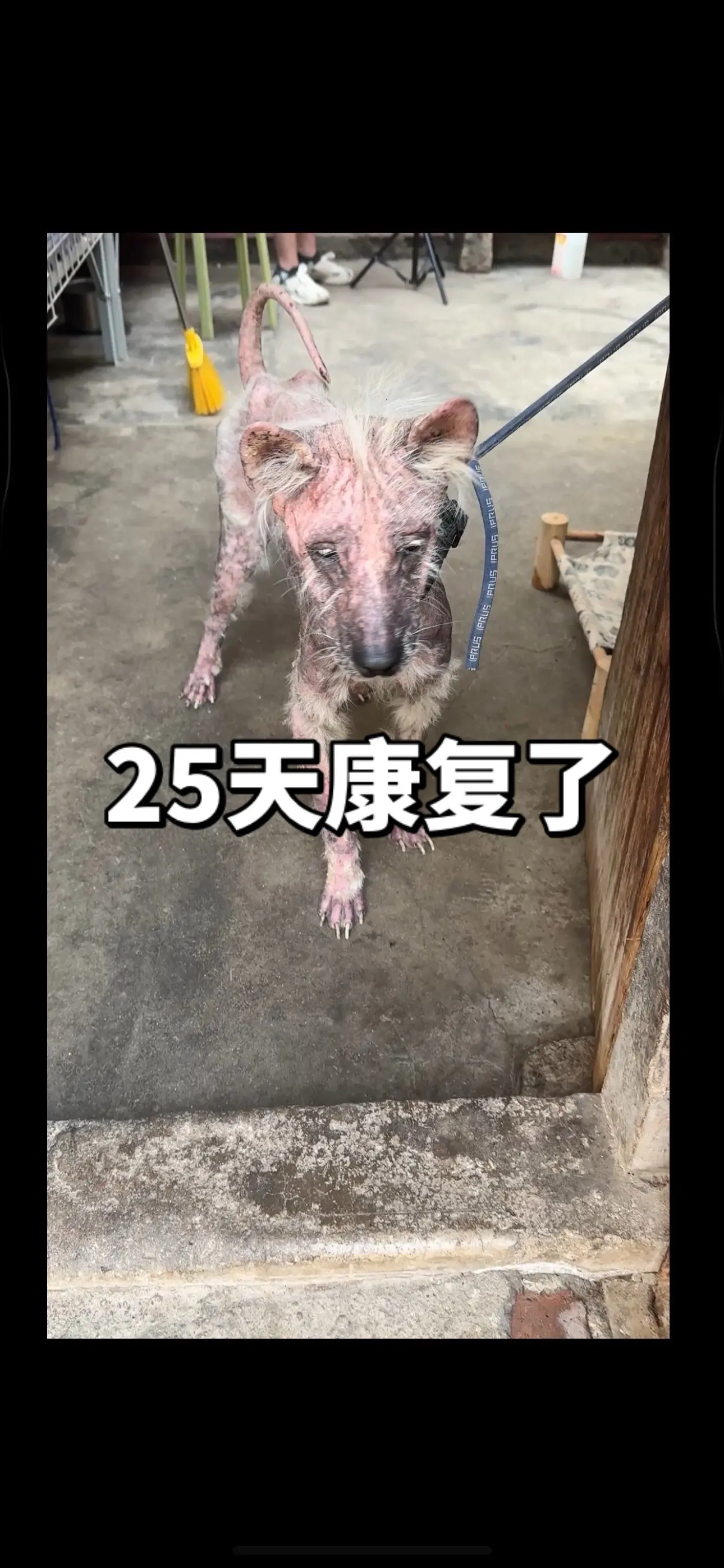 我们从来都是用事实证明我们家的药物效果是怎样的，这个狗我们治疗才25天...