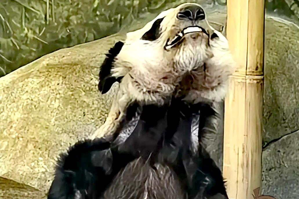 从丑国回家的大熊猫丫丫越来越漂亮！
1. 丫丫回国前后状态对比
2023年初，旅