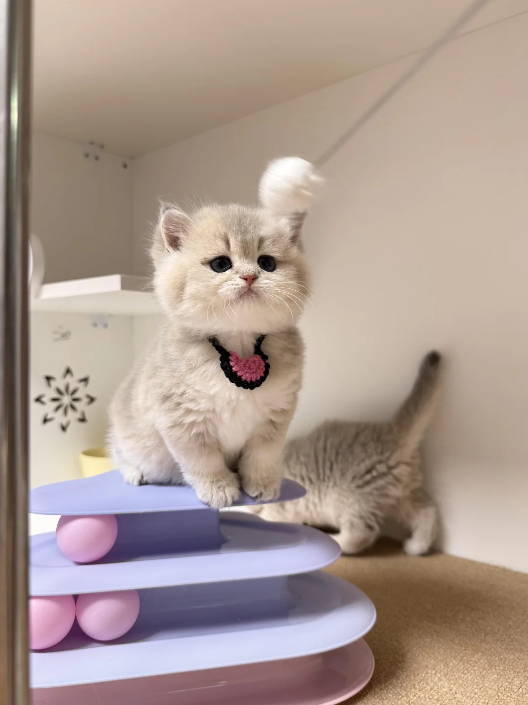 🇭🇰HK買貓💛一窩藍金BB～搵家長