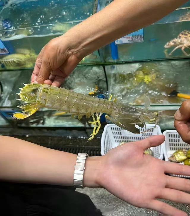 市监局称4只皮皮虾1035元价格合规三亚皮皮虾这事儿反转了，说到底只要明码标价了