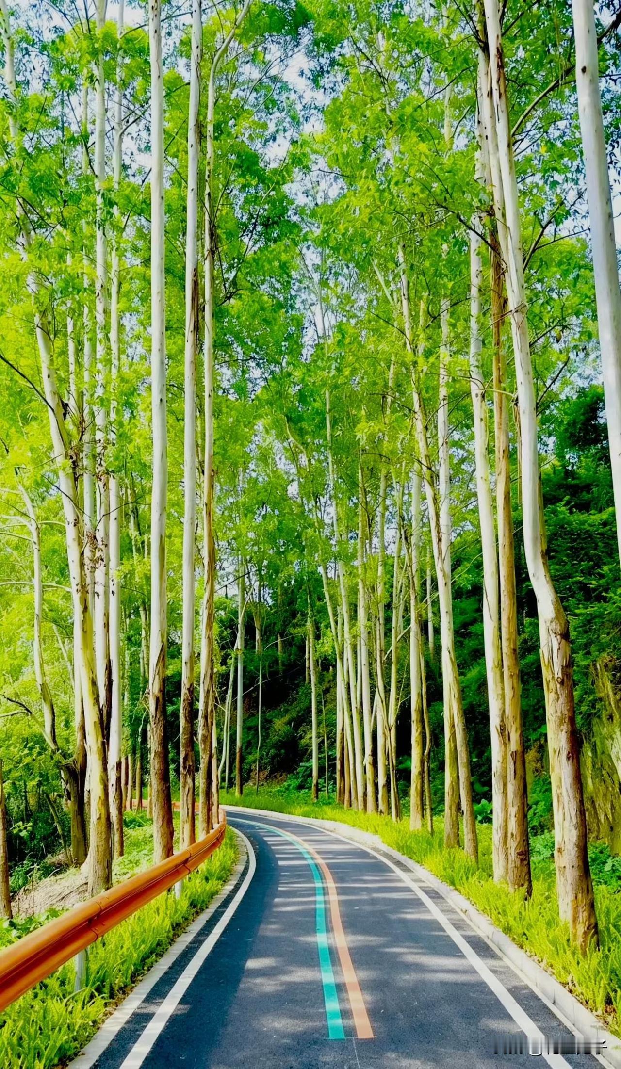 不用只盯着黄山鲁了，南沙登山望远再添个去处，大山乸森林公园即将完成改造。

等大