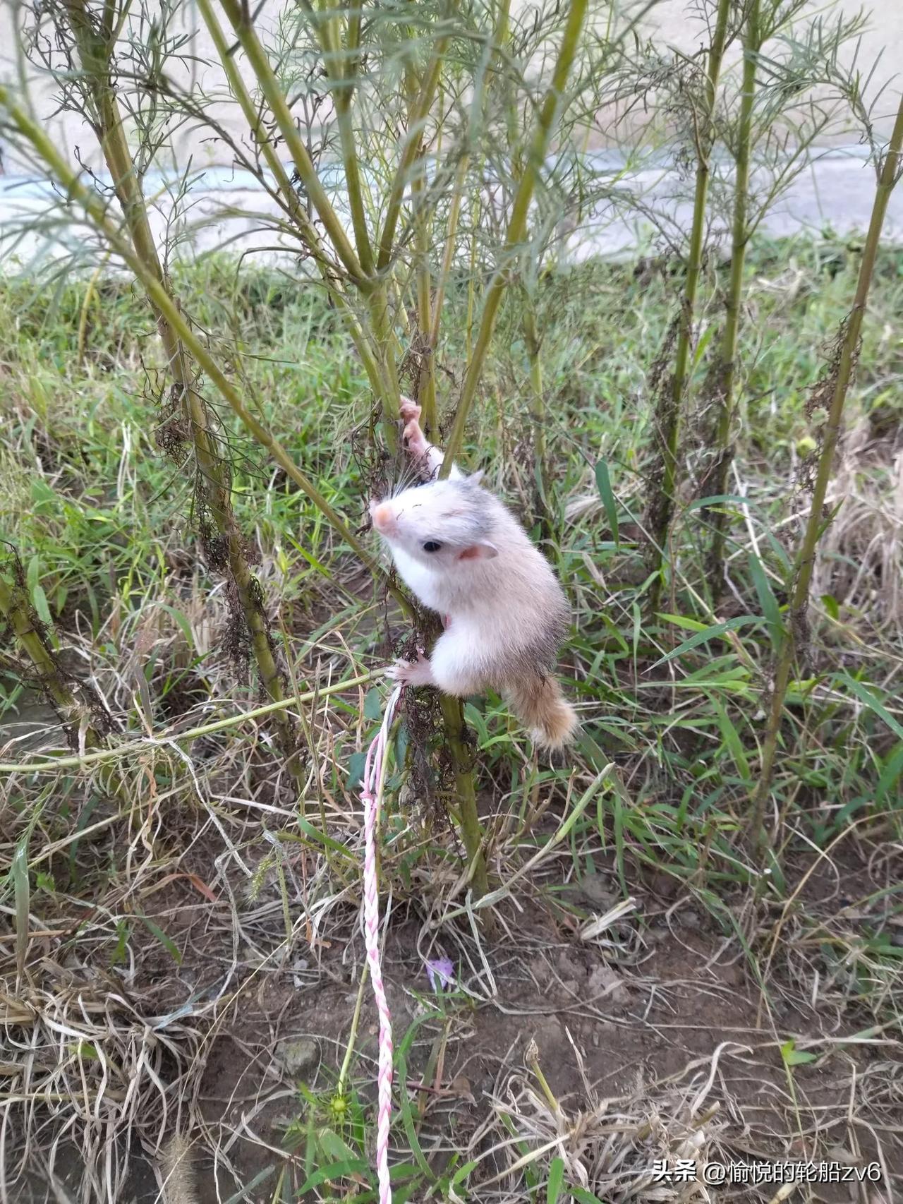 我读书时，一位漂亮女同桌对我说:“好羡慕你！”
我说:“你啥都比我强，羡慕我啥呀