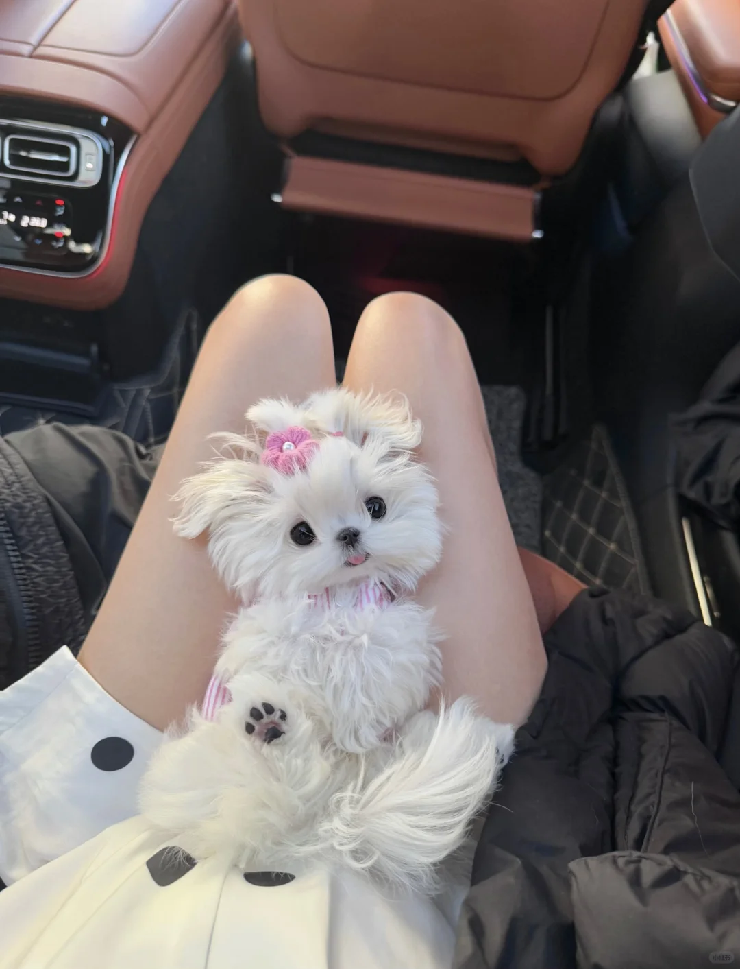 哇！这真的不是小玩具吗🐶