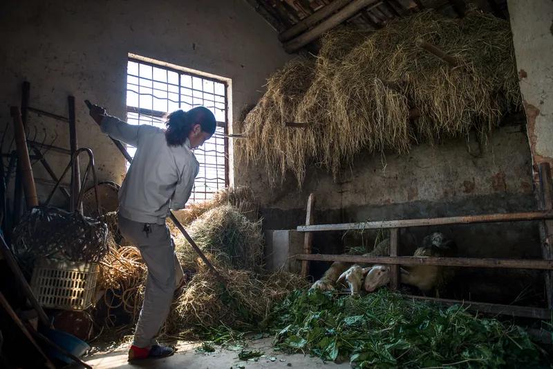 家有贤妻就是好，
相夫教子又勤劳。
柴米油盐皆有序，
双方老人细关照。