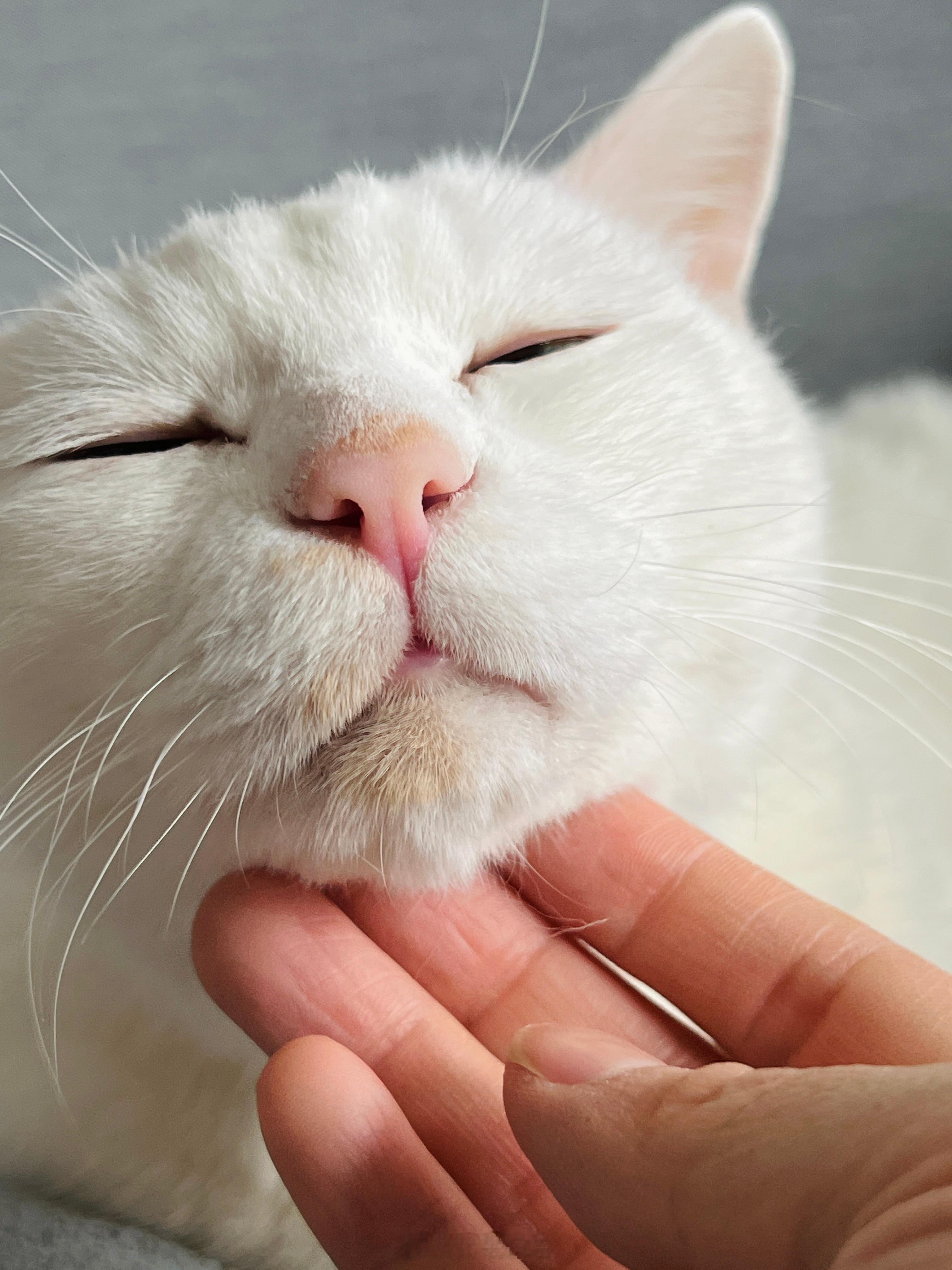 世界各地都有屬於貓咪的節日願阿貓們都能身體健康、被友善對待 